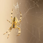 A spider sits on it's web, the image is mostly brown.
