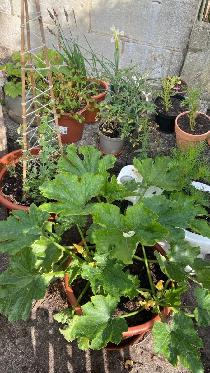 A selection of un-nibbled seedlings